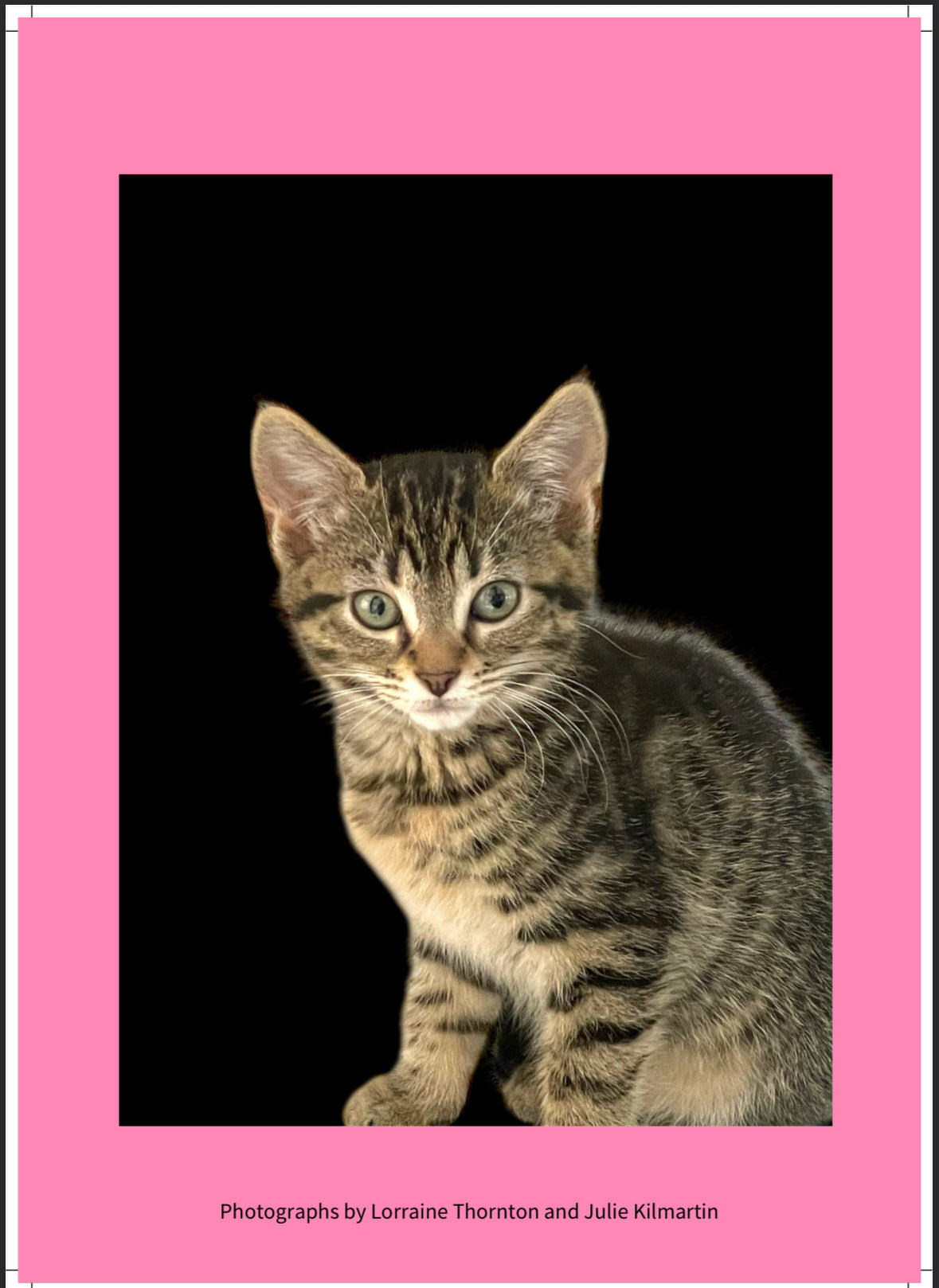 Pawz For Thought cat Calendar 2026