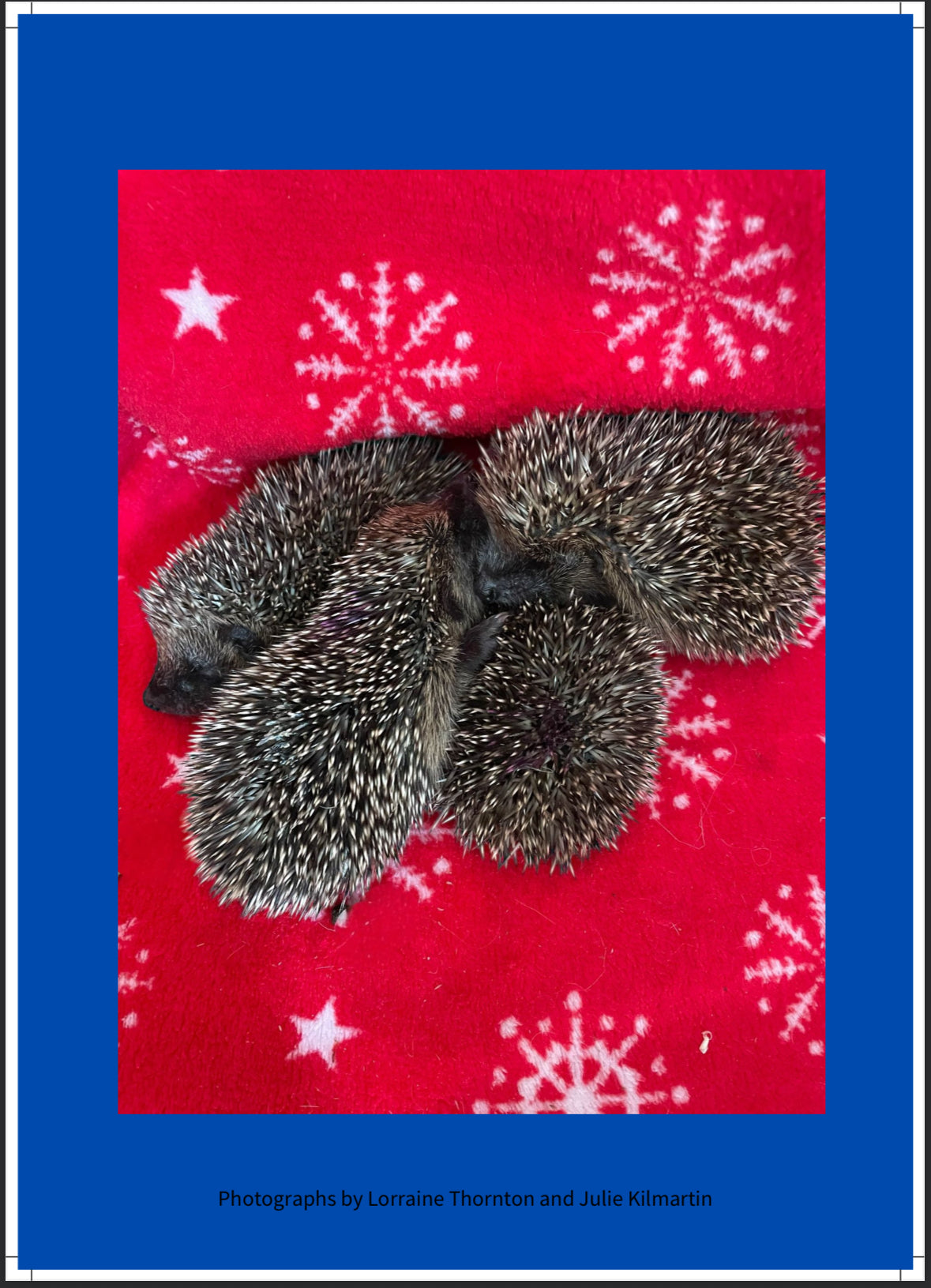 Pawz For Thought Hedgehog Calendar 2026