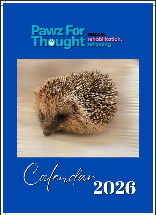 Pawz For Thought Hedgehog Calendar 2026