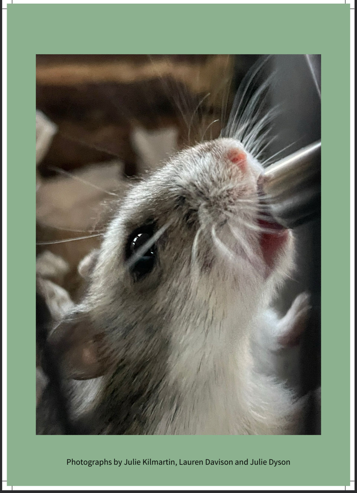 Pawz For Thought Calendar 2026