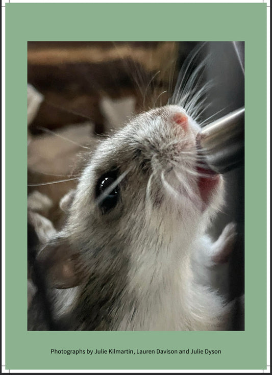 Pawz For Thought Calendar 2026